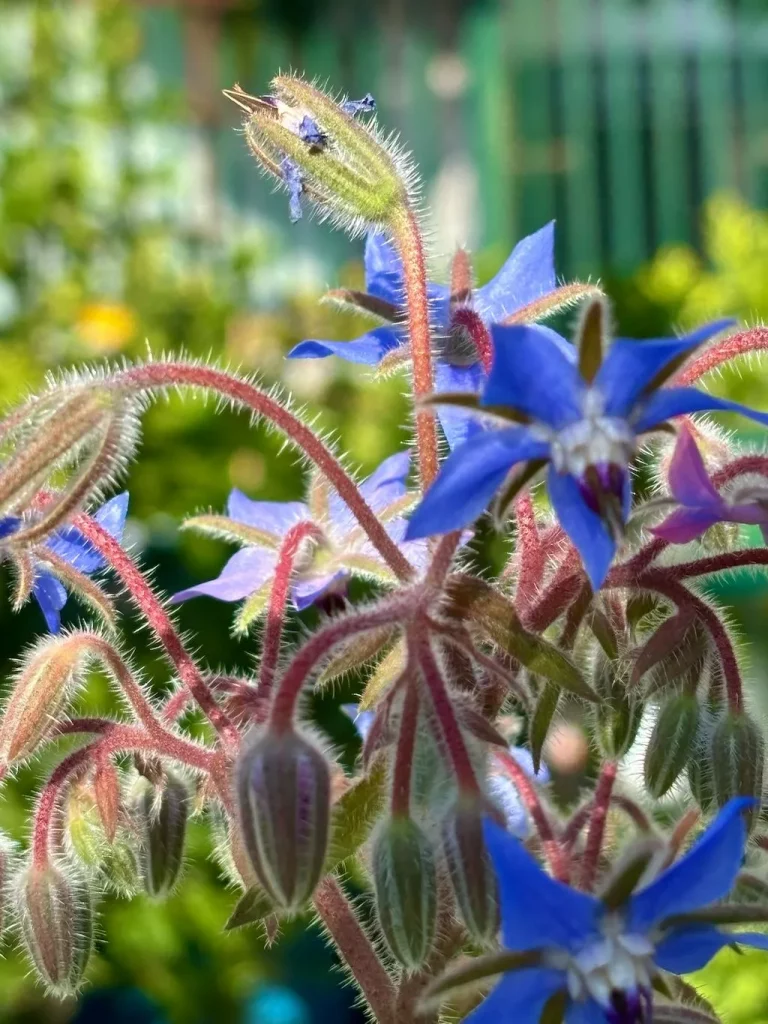Borago officinalis