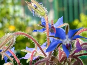 Borago officinalis
