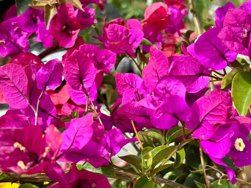 Bougainvillea Elizabeth Angus-1_result - Online Flower Garden Bougainvillea'Elizabeth Angus'