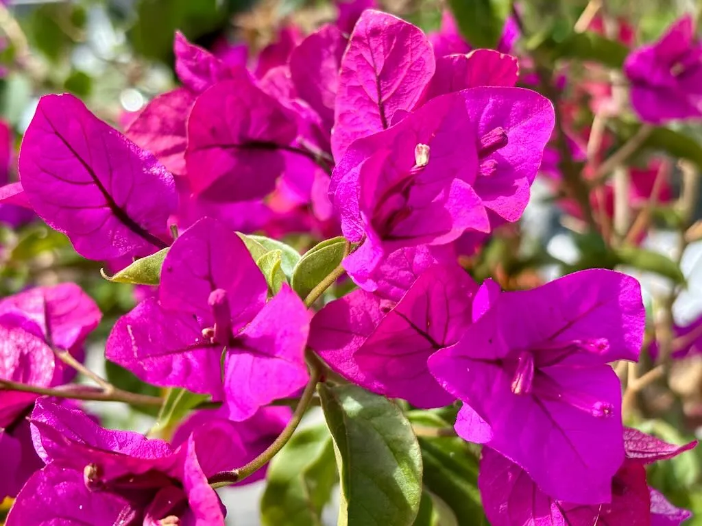 Bougainvillea Elizabeth Angus_result - Online Flower Garden Bougainvillea 'Elizabeth Angus'