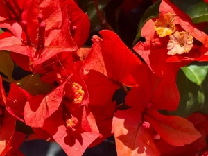 Bougainvillea 'Flame'