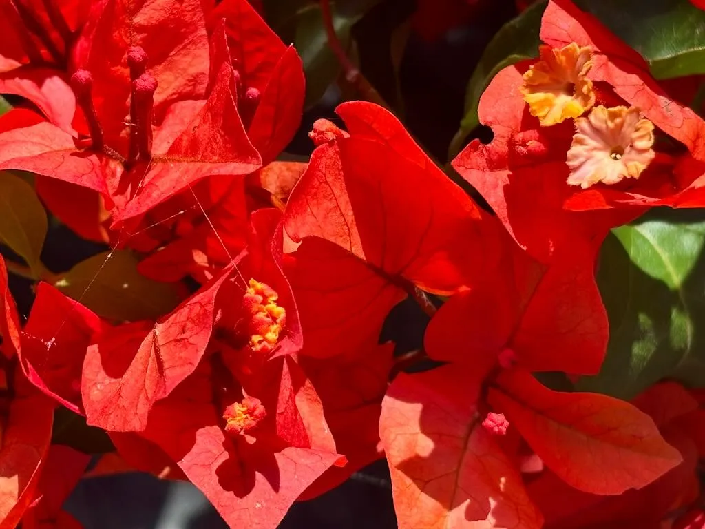 Bougainvillea 'Flame'