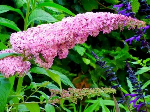 Buddleja davidii 'Pink Delight'