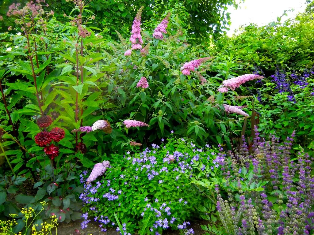 Buddleja davidii Pink Delight_result - Online Flower Garden Buddleja davidii'Pink Delight'
