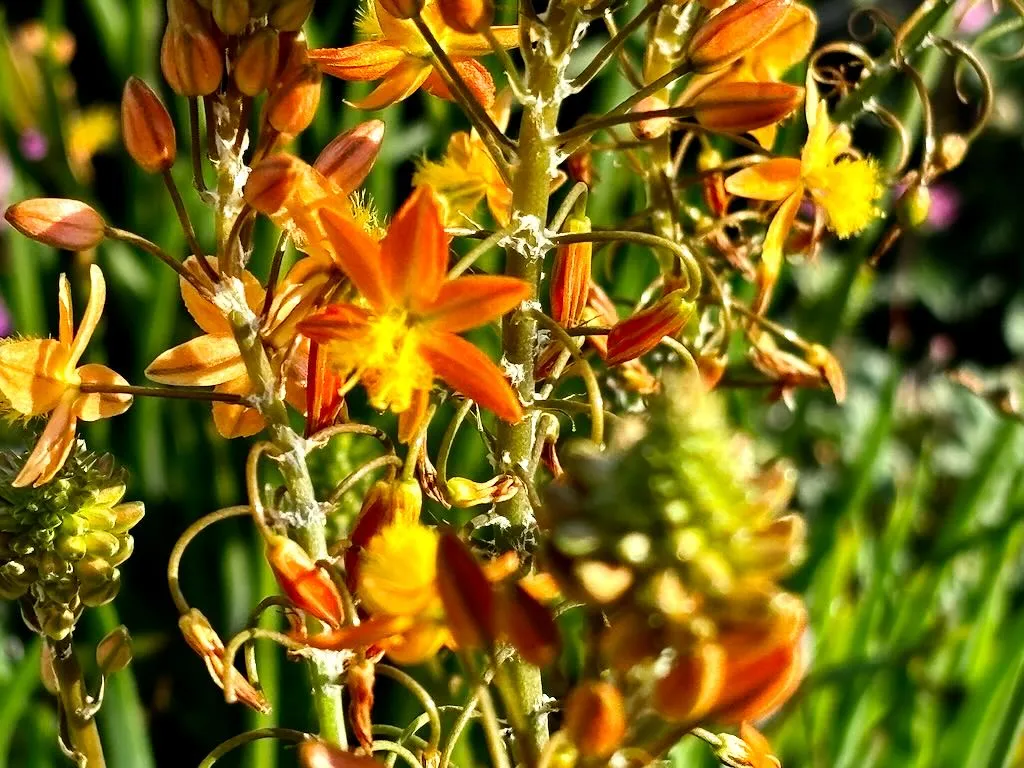 Bulbine frutescens-2_result - Online Flower Garden Bulbine frutescens