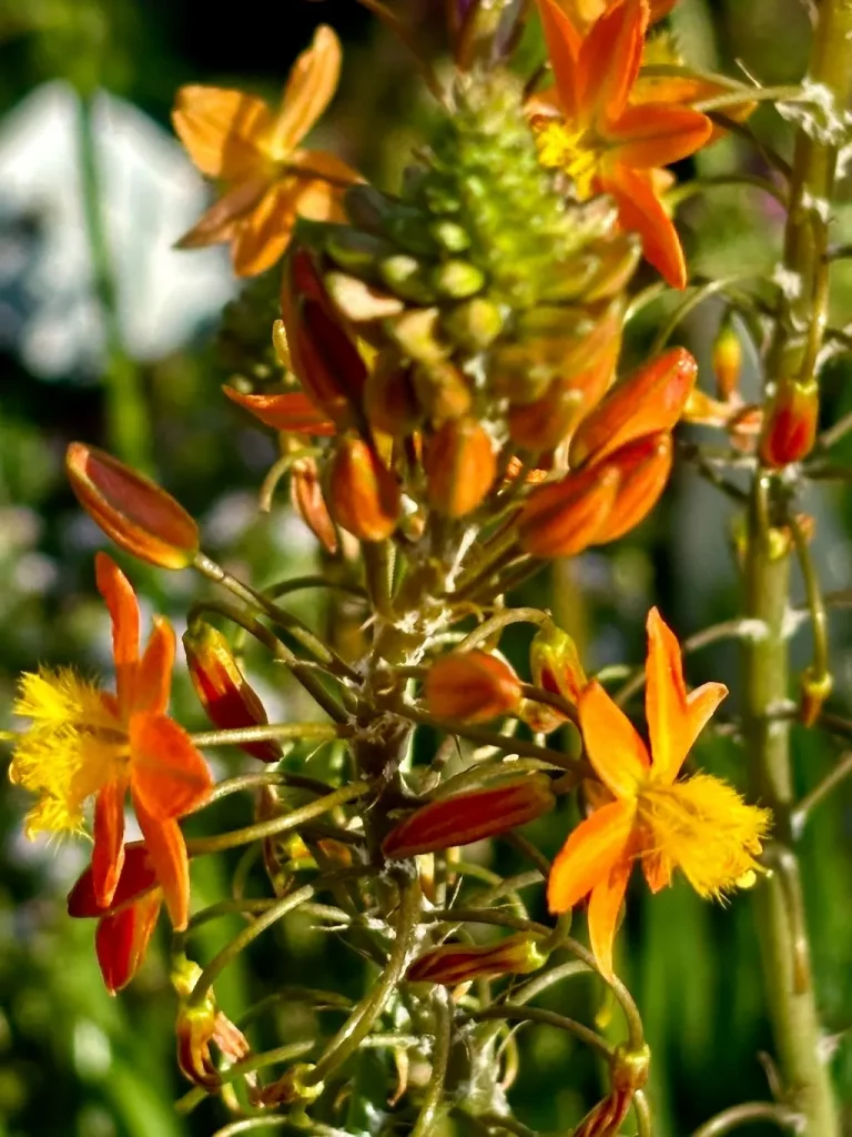 Bulbine frutescens_result - Online Flower Garden Bulbine frutescens