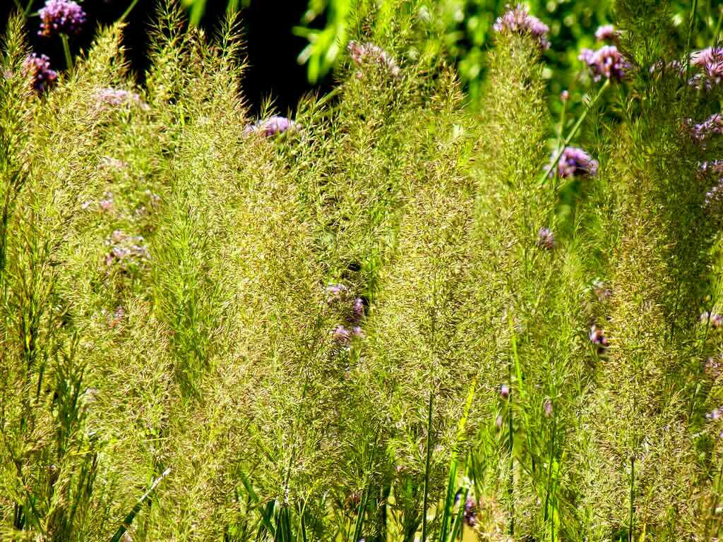 Calamagrostis brachytricha