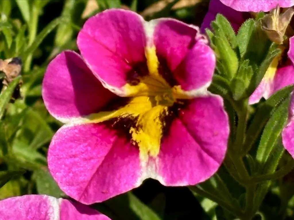 Calibrachoa MiniFamous Neo Pink Hawaii-1_result - Online Flower Garden Calibrachoa 'MiniFamous® Neo Pink Hawaii'