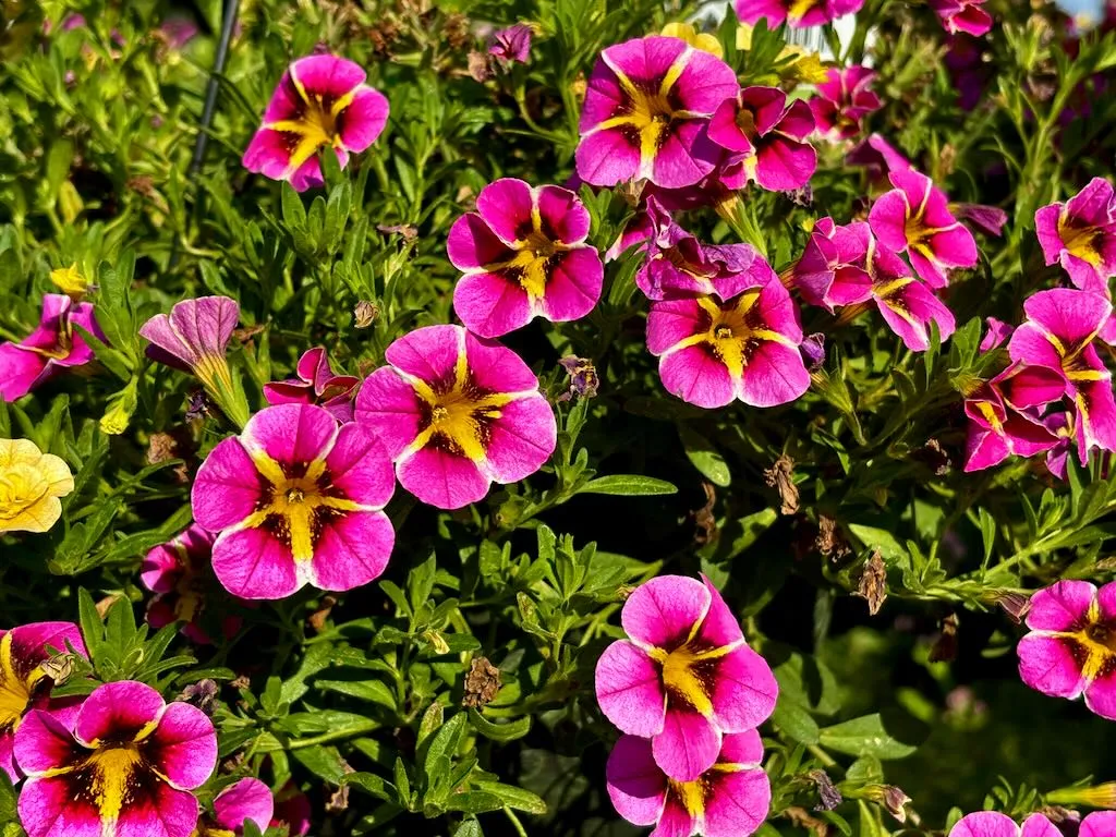Calibrachoa MiniFamous Neo Pink Hawaii_result - Online Flower Garden Calibrachoa'MiniFamous® Neo Pink Hawaii'
