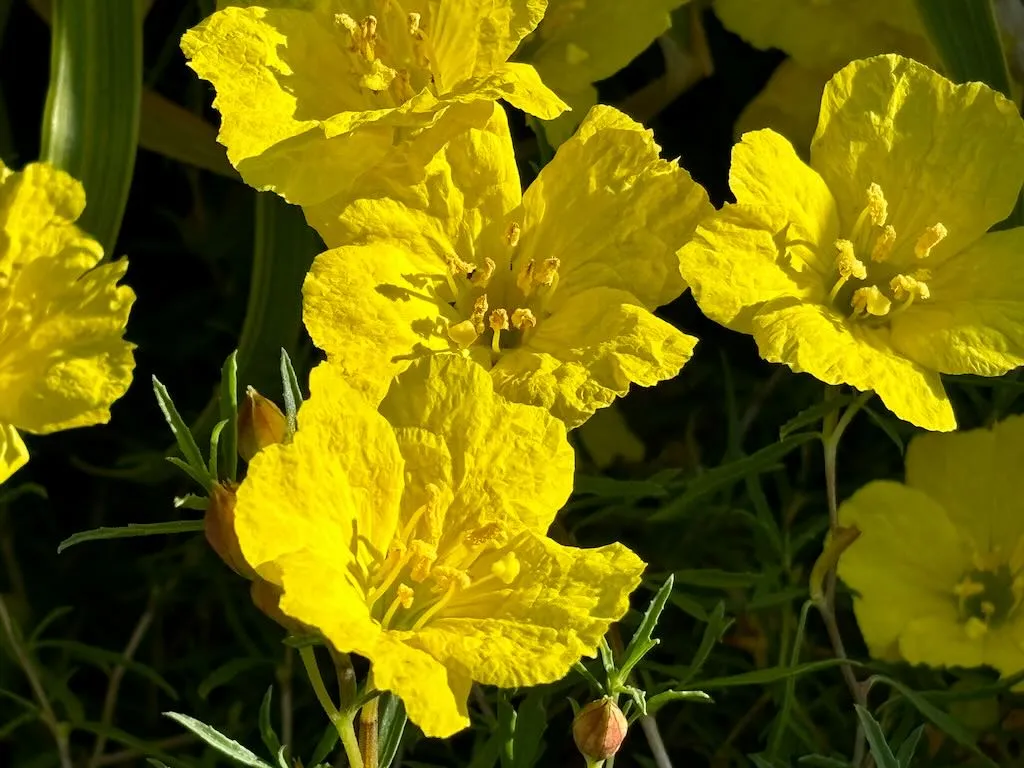 Calylophus hartwegii ‘Texas Gold’