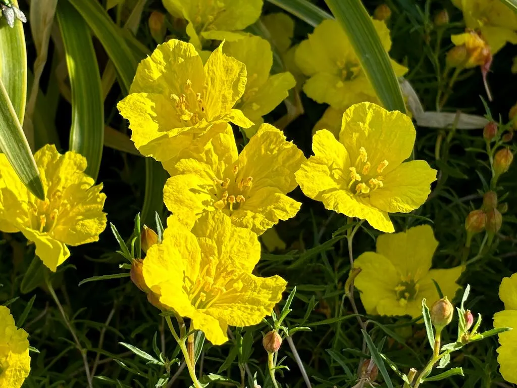 Calylophus hartwegii ‘Texas Gold’