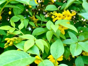 Chrysojasminum humile