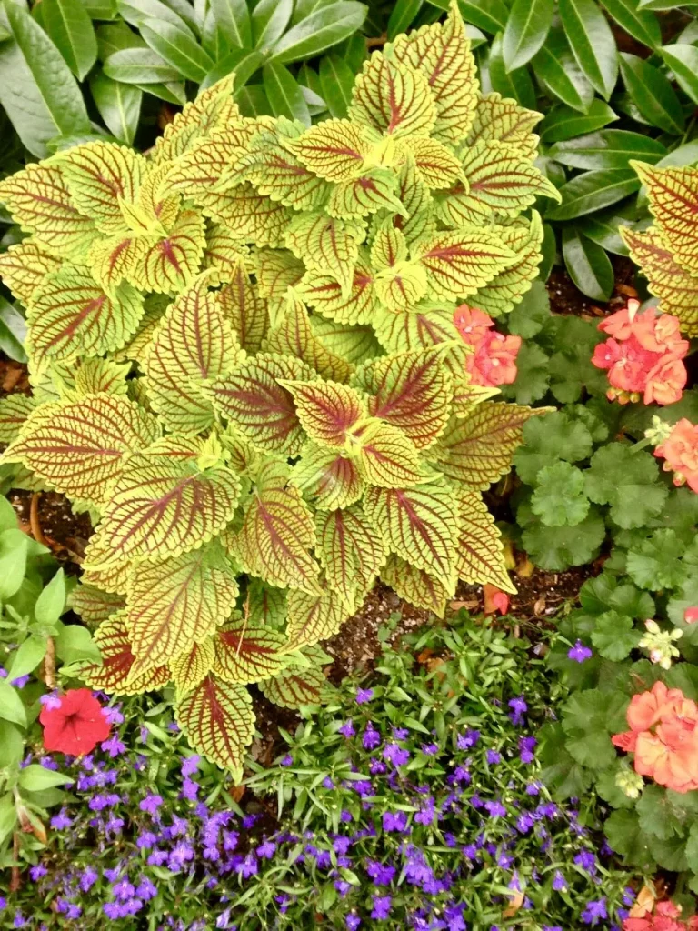 Coleus'ColorBlaze® Golden Dreams™'