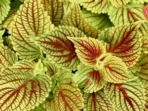 Coleus 'ColorBlaze® Golden Dreams™'
