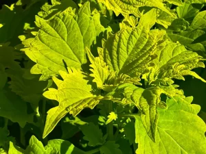 Coleus 'Wasabi'