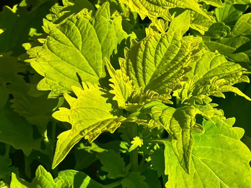 Coleus Wasabi-1_result - Online Flower Garden Coleus 'Wasabi'