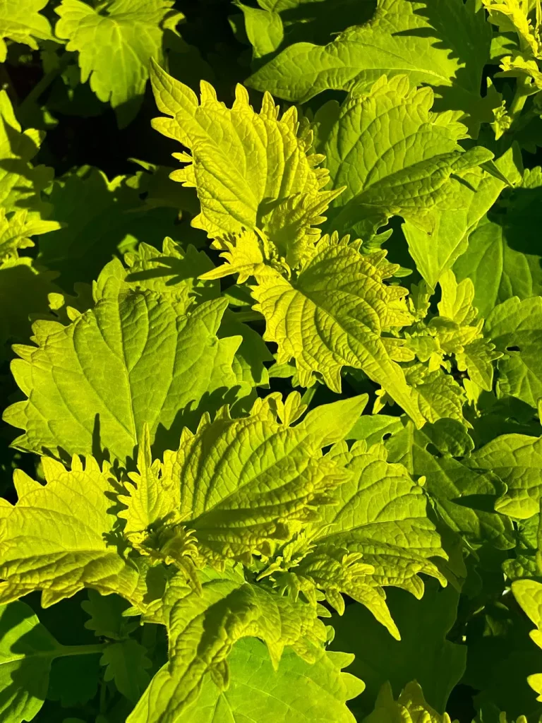 Coleus Wasabi_result - Online Flower Garden Coleus'Wasabi'