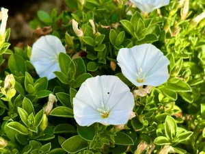 Convolvulus sabatius 'Prime White'