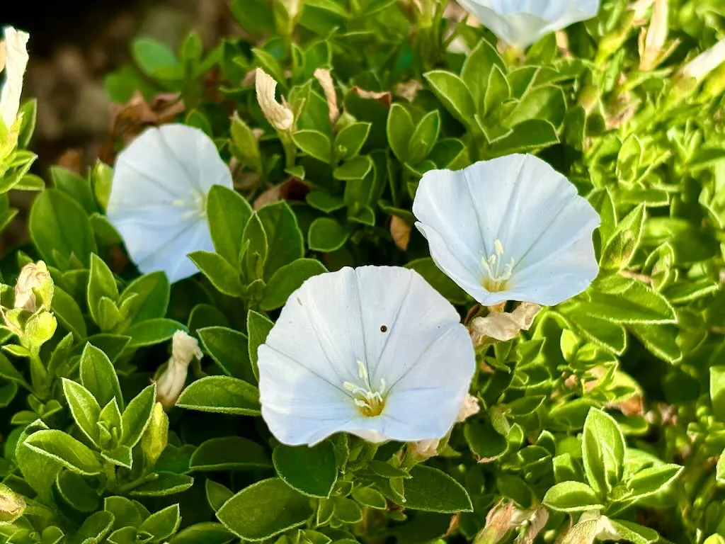 Convolvulus sabatius Prime White-1_result - Online Flower Garden Convolvulus sabatius 'Prime White'