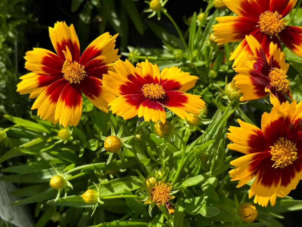 Coreopsis UPTICK Gold and Bronze-1_result - Online Flower Garden Coreopsis'UPTICK™ Gold and Bronze'