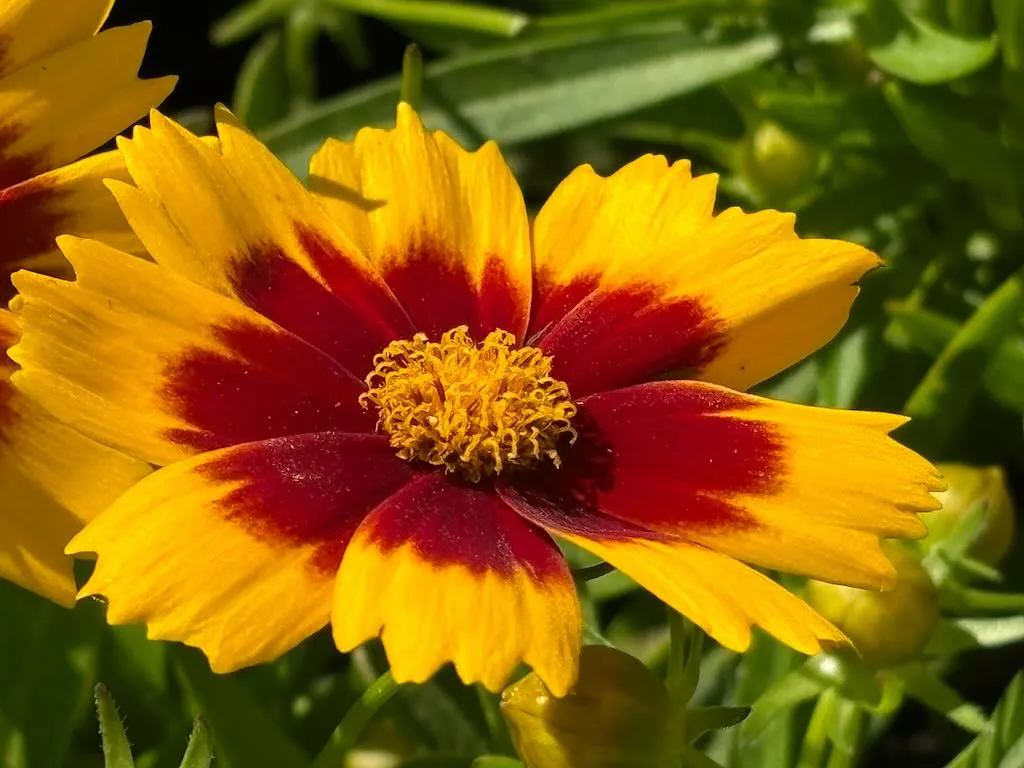 Coreopsis UPTICK Gold and Bronze_result - Online Flower Garden Coreopsis 'UPTICK™ Gold and Bronze'