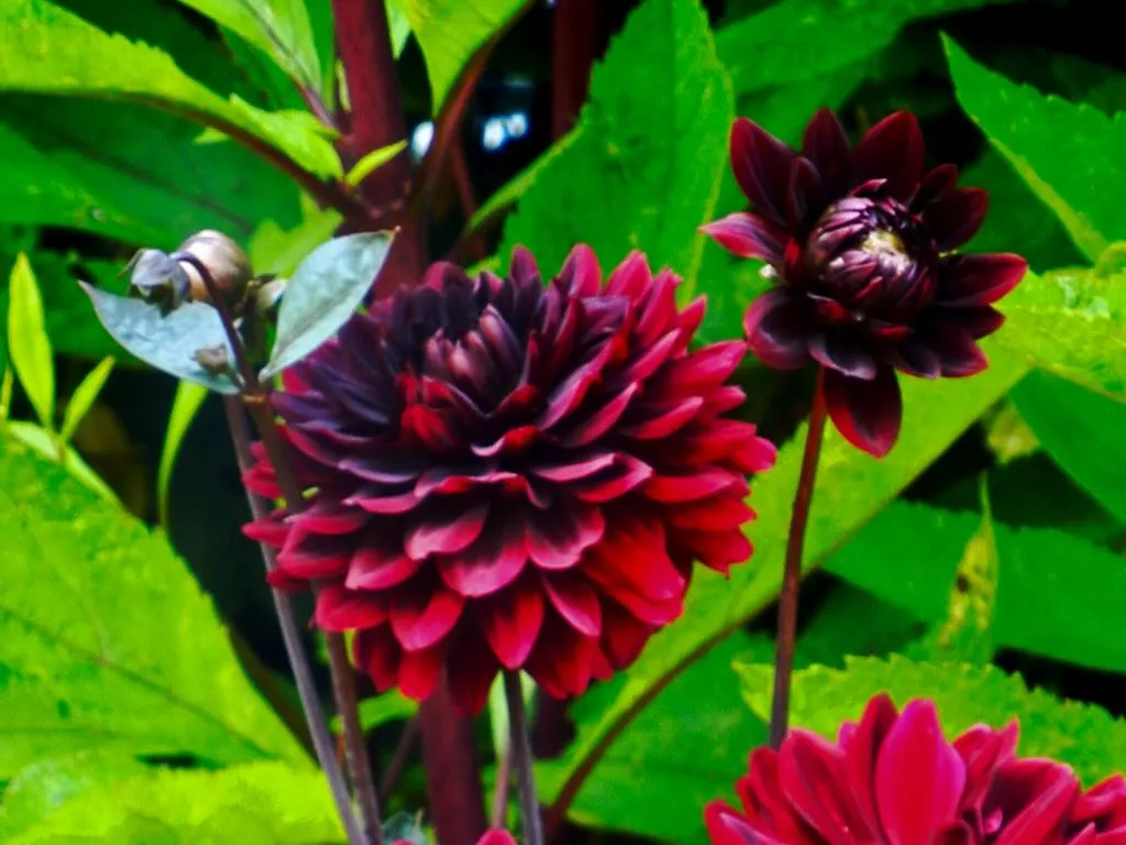 Dahlia Arabian Night_result - Online Flower Garden Dahlia ‘Arabian Night’