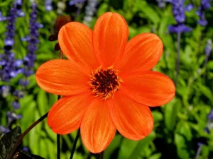 Dahlia 'Bishop of Oxford'