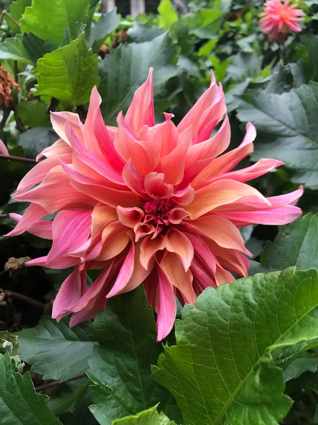 Dahlia'Labyrinth'