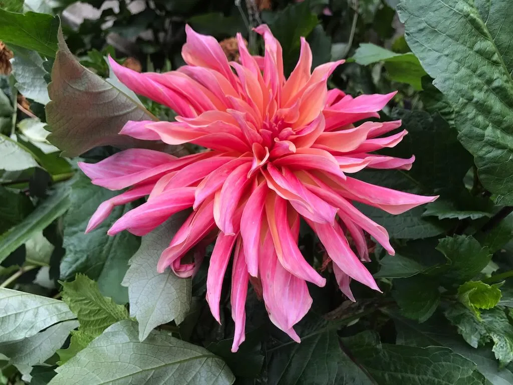 Dahlia 'Labyrinth'
