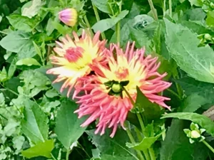 Dahlia 'Star Elite'