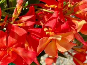 Dipladenia ‘Sun Parasol FiredUp Orange’
