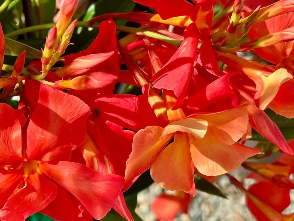 Dipladenia ‘Sun Parasol FiredUp Orange’