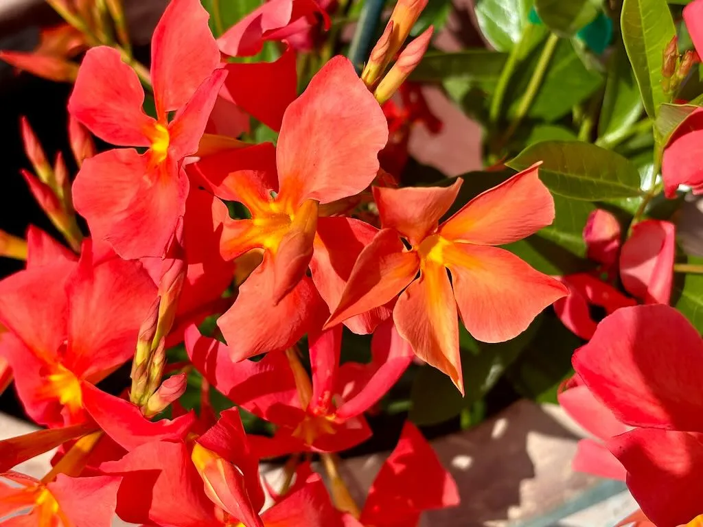 Dipladenia ‘Sun Parasol FiredUp Orange’