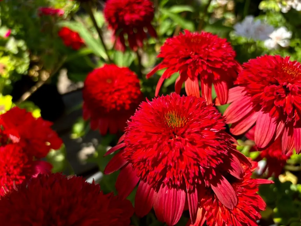 Echinacea Double Scoop Strawberry Deluxe-1_result - Online Flower Garden Echinacea Double Scoop™'Strawberry Deluxe'