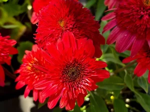 Echinacea Double Scoop™ 'Strawberry Deluxe'