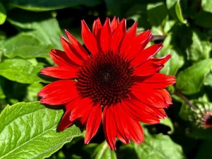 Echinacea 'Panama™ Red'