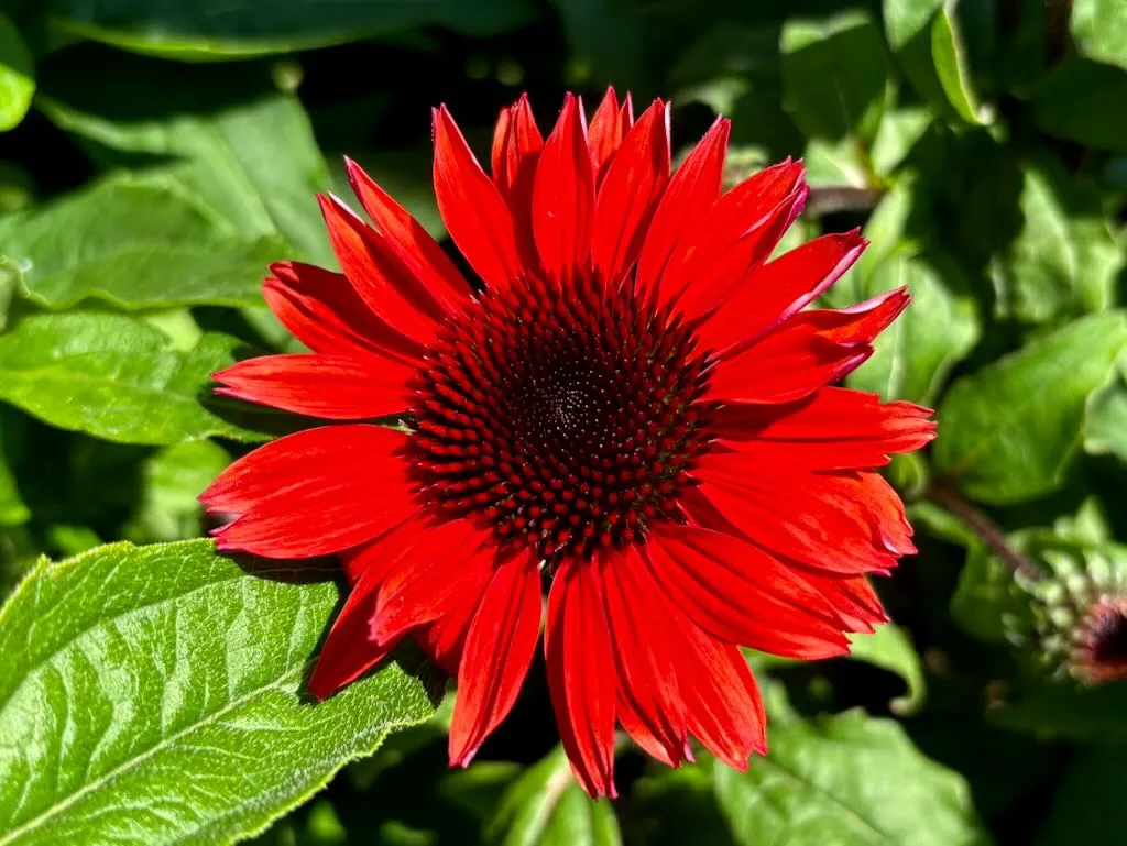 Echinacea 'Panama™ Red'