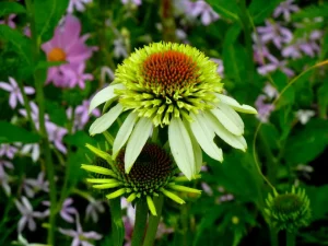 Echinacea purpurea 'Coconut Lime'