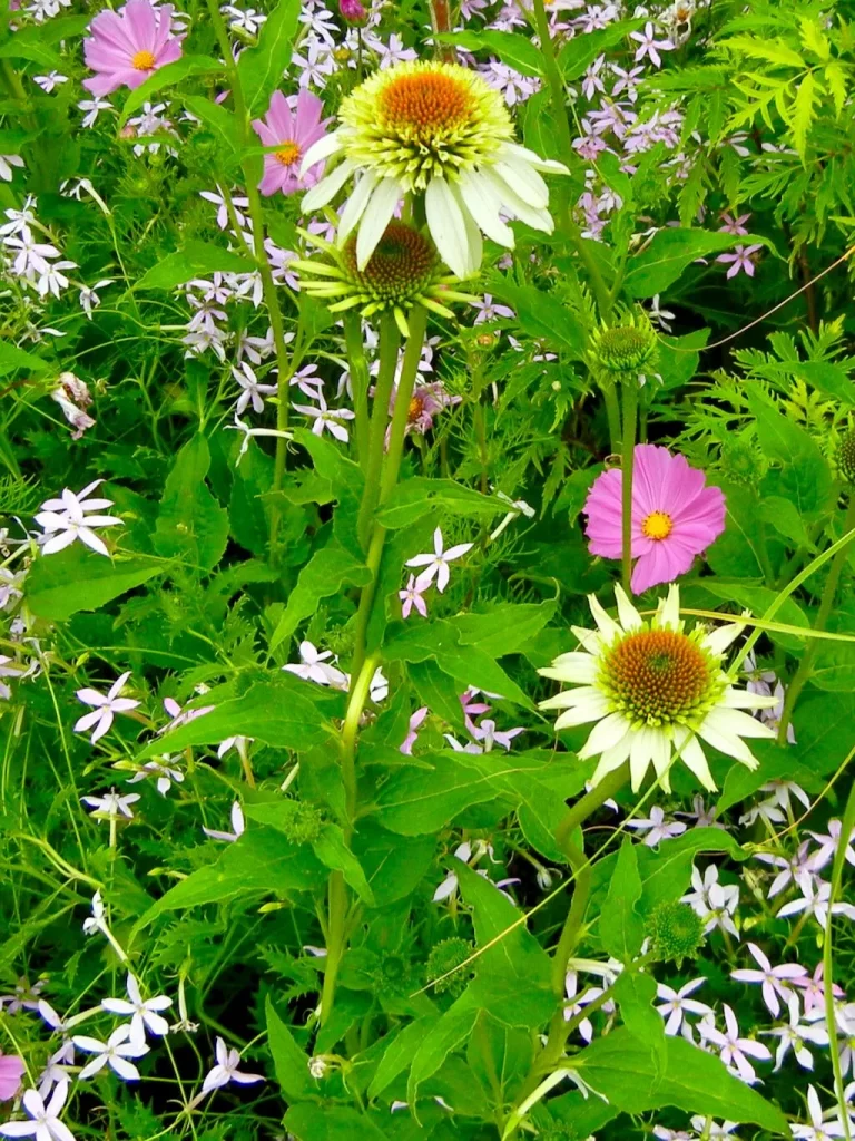 Echinacea purpurea Coconut Lime_result - Online Flower Garden Echinacea purpurea'Coconut Lime'