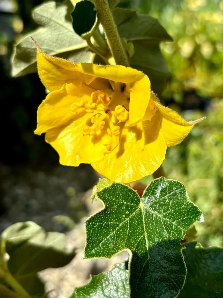 Fremontodendron Pacific Sunset-1_result - Online Flower Garden Fremontodendron'Pacific Sunset'