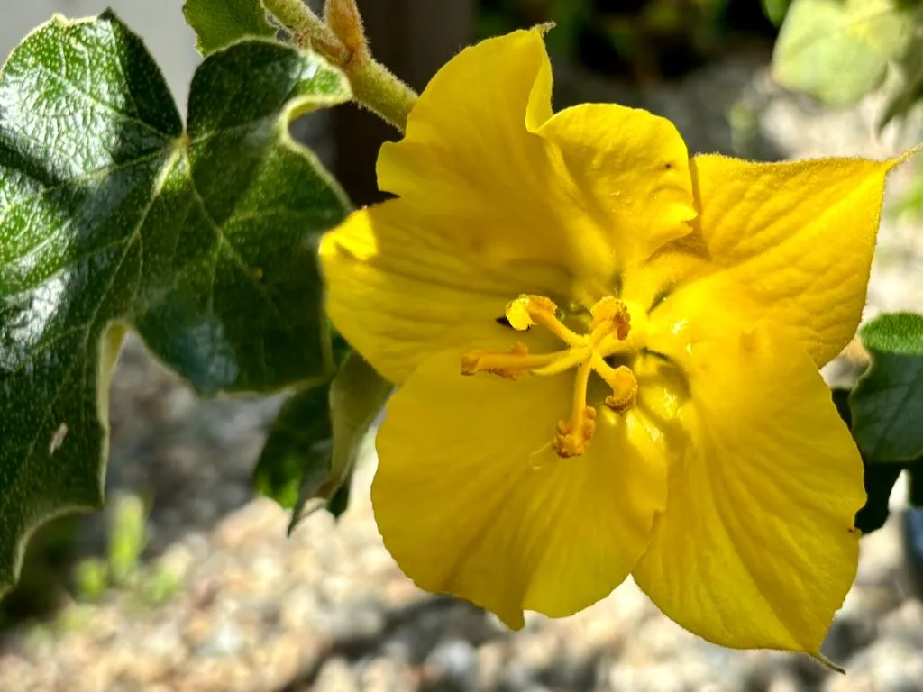 Fremontodendron Pacific Sunset_result - Online Flower Garden Fremontodendron 'Pacific Sunset'