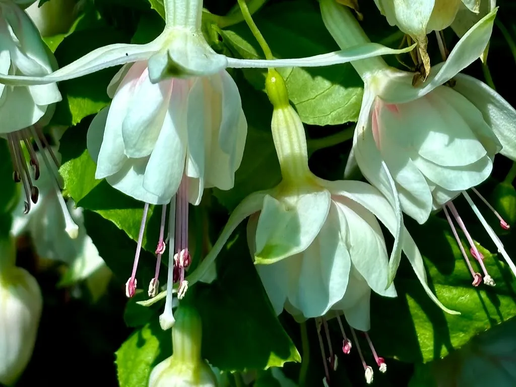 Fuchsia ‘Annabel’