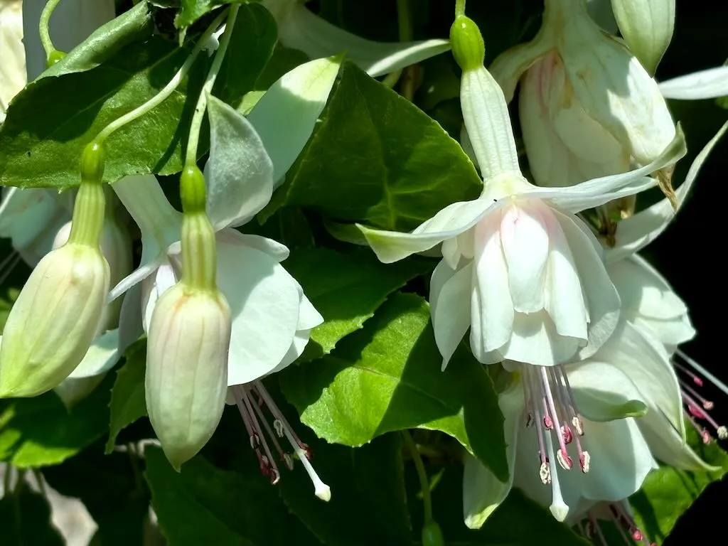 Fuchsia ‘Annabel’ or'Annabelle White'
