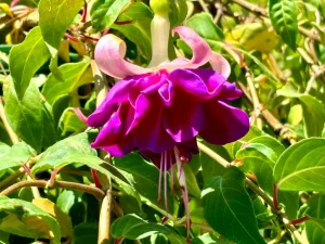 Fuchsia 'Deep Purple'