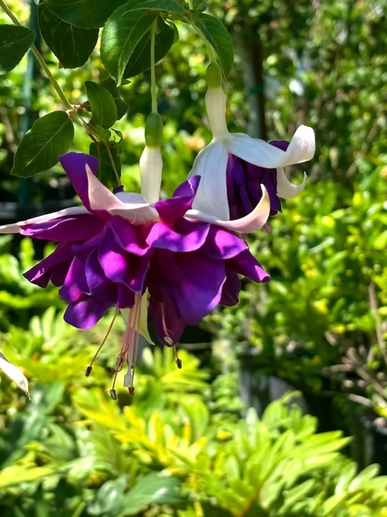 Fuchsia'Deep Purple'