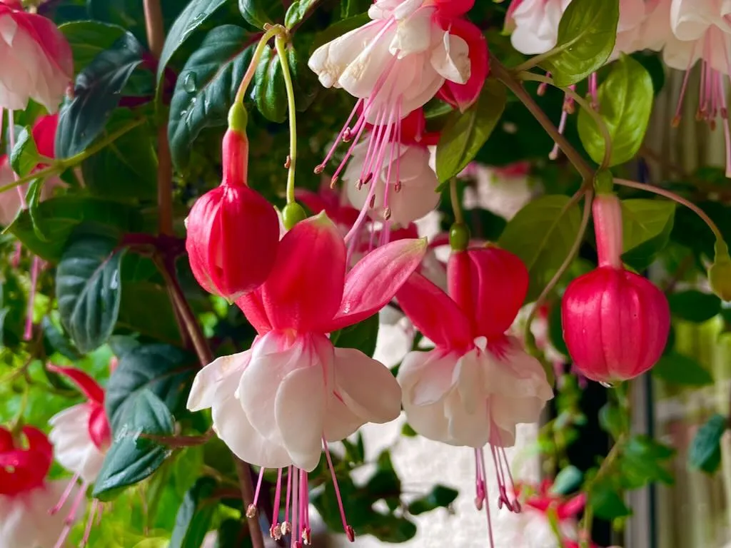 Fuchsia 'Swingtime'