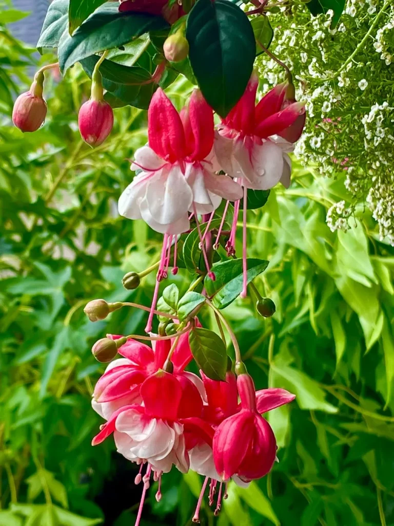 Fuchsia'Swingtime'