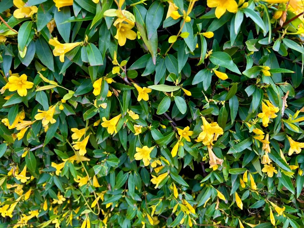Gelsemium rankinii