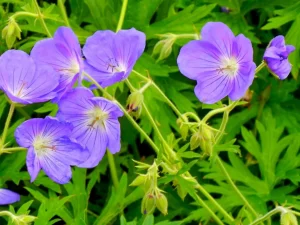 Geranium ‘Orion’