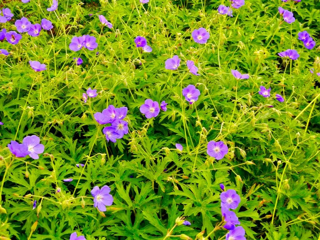 Geranium Orion_result - Online Flower Garden Geranium ‘Orion’